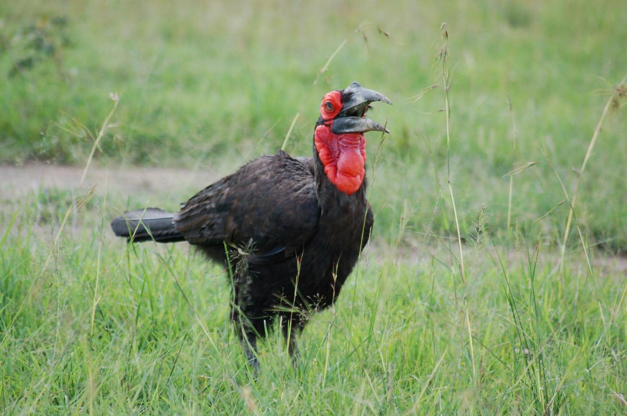 Vila Mara Elatia Camp Maasai Mara Exteriér fotografie