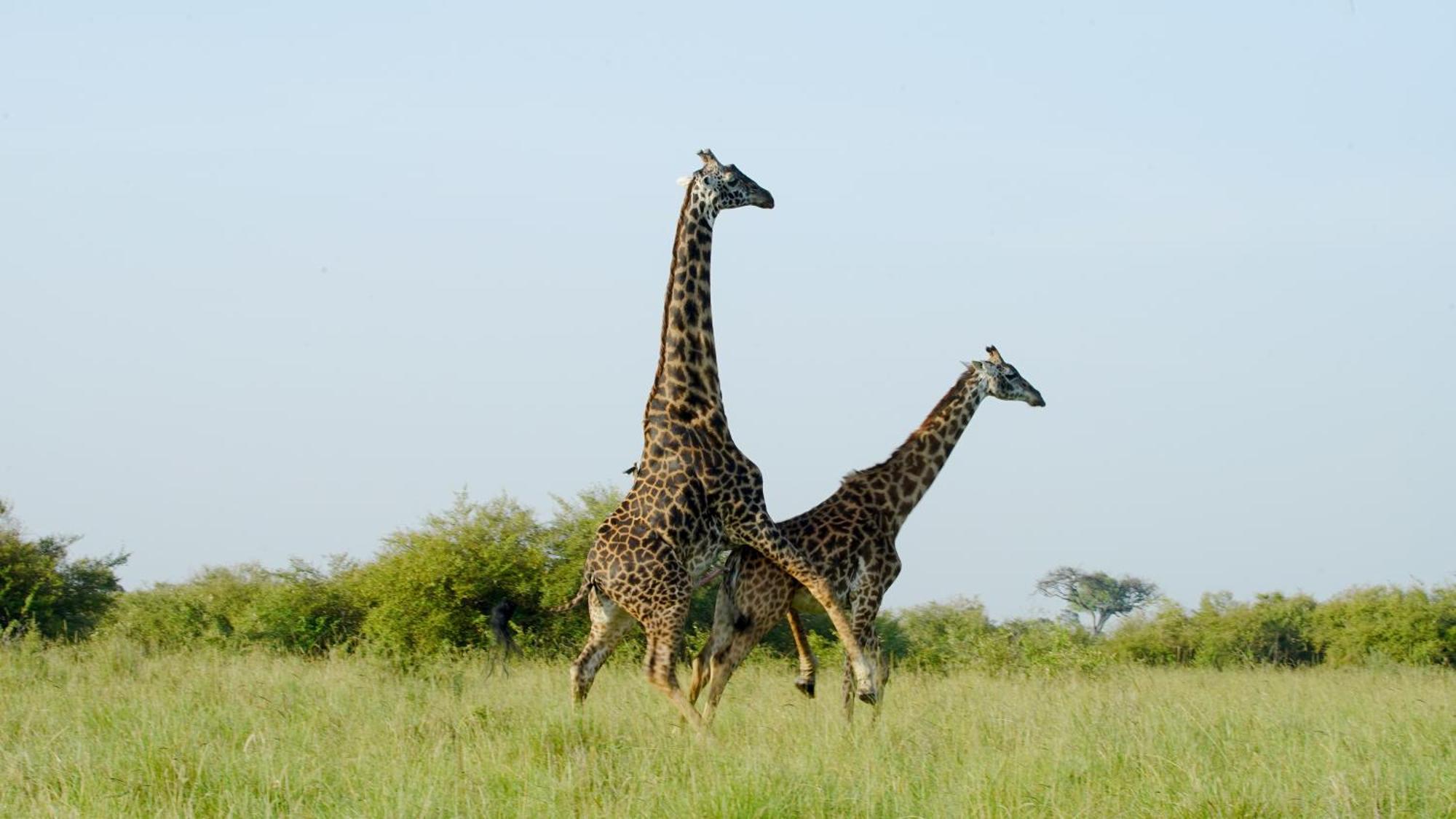 Vila Mara Elatia Camp Maasai Mara Exteriér fotografie