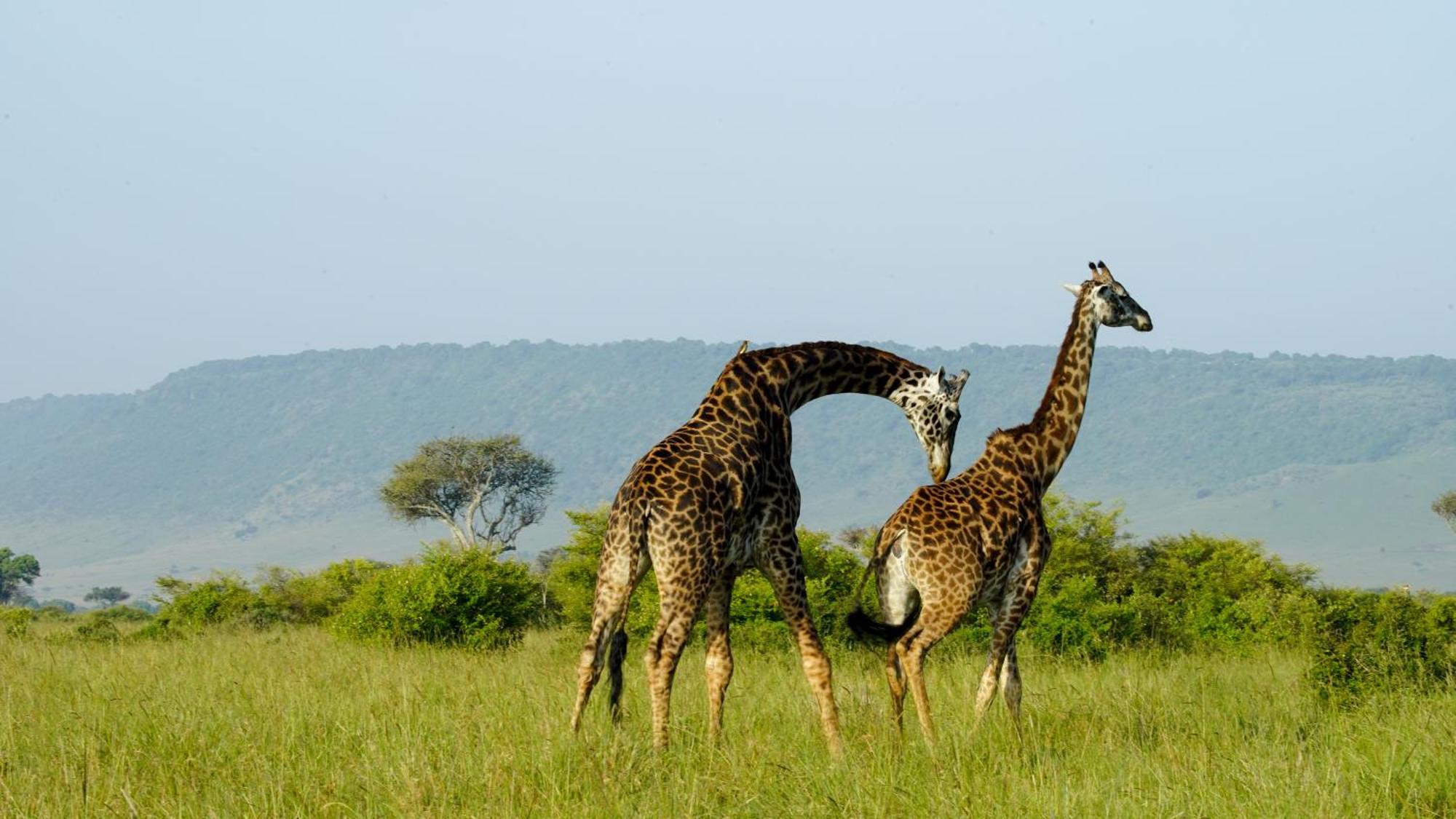 Vila Mara Elatia Camp Maasai Mara Exteriér fotografie